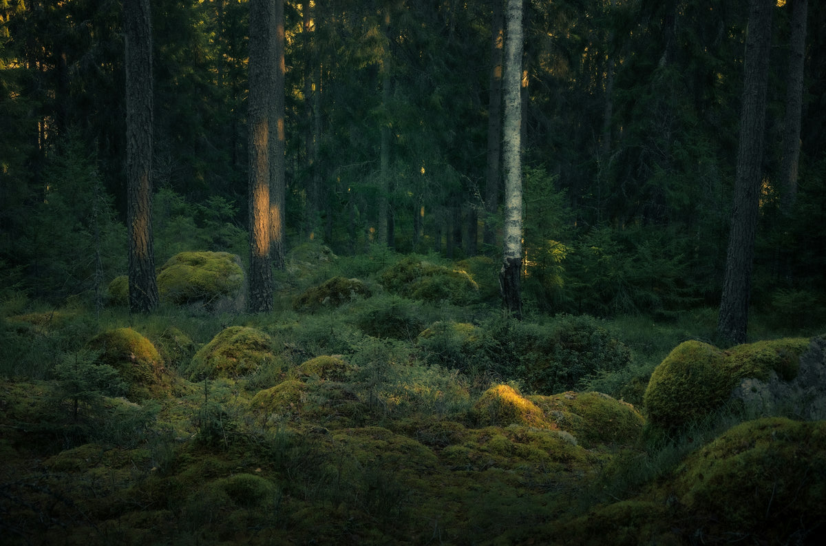 Moss-covered forest floor in soft light