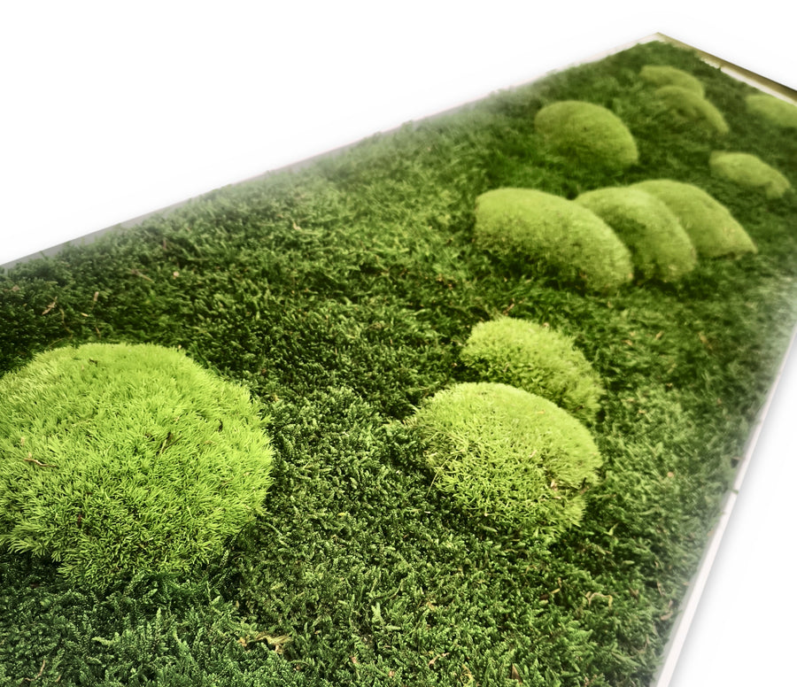 Close-up of soft pole moss cushions on a flat moss base