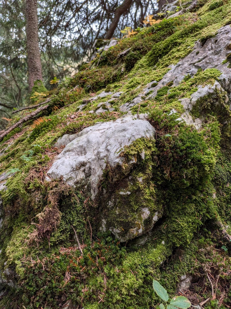Close-up of moss covering a rock in the forest