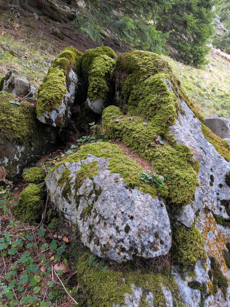 Wild moss growing on limestone in the forest