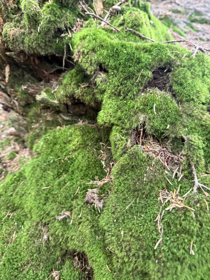 Moss cushions on the forest floor
