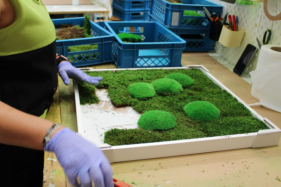 Flat moss being pressed into a white frame by hand