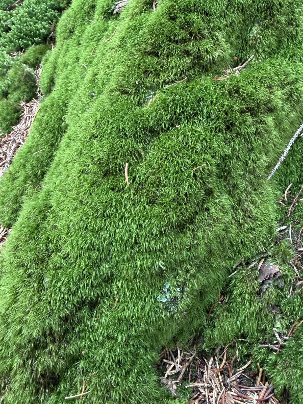Dense green moss texture in the forest