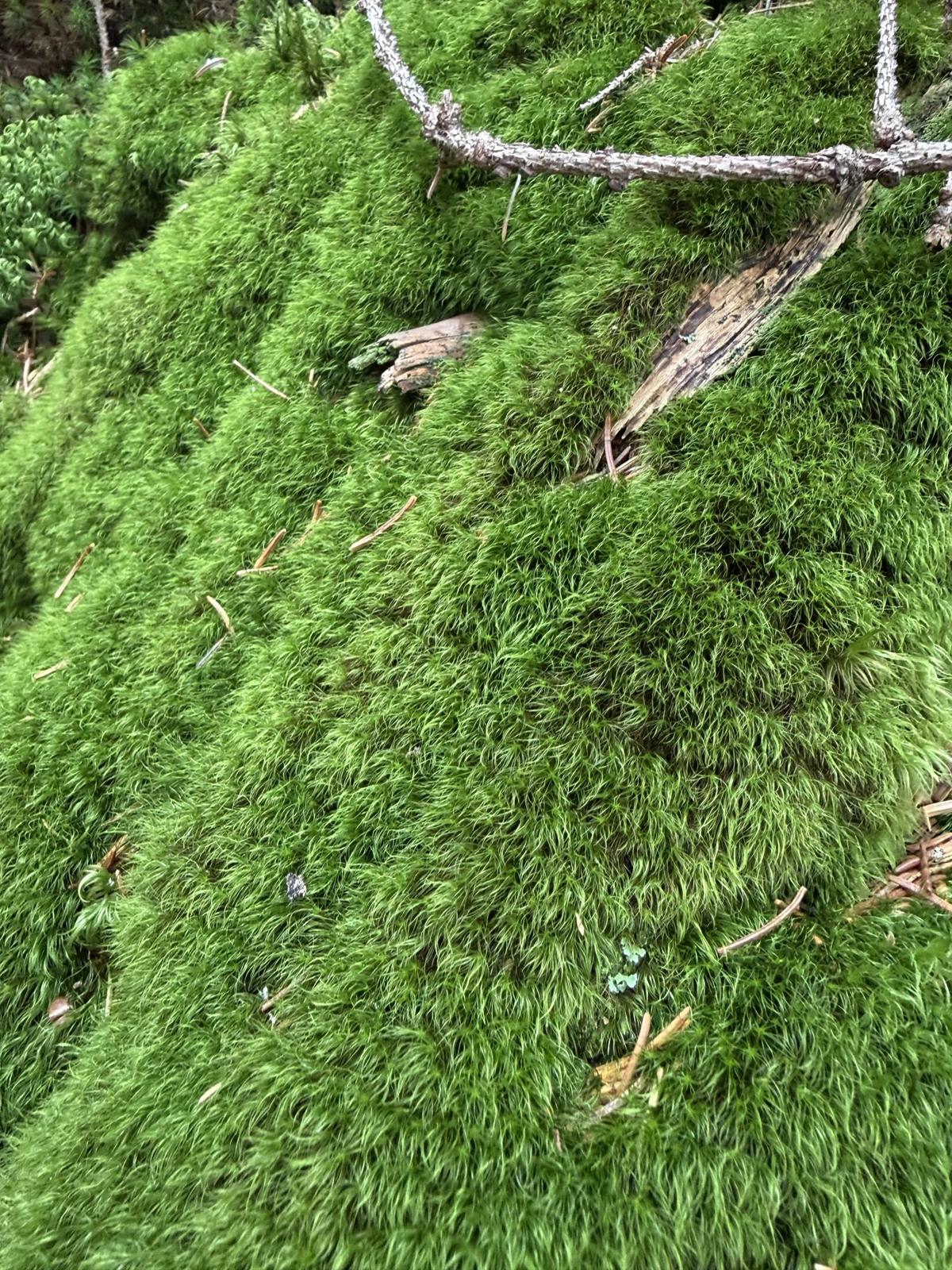 Soft moss cushions in the forest