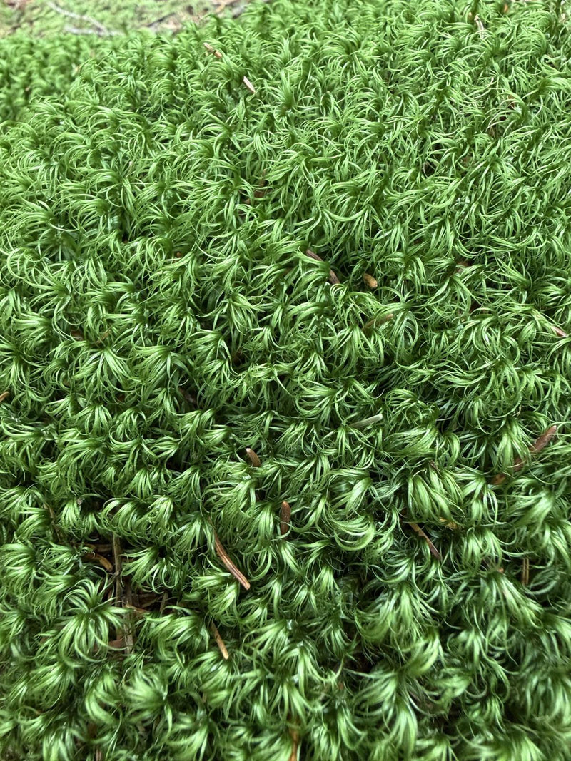Close-up of star-shaped wild moss