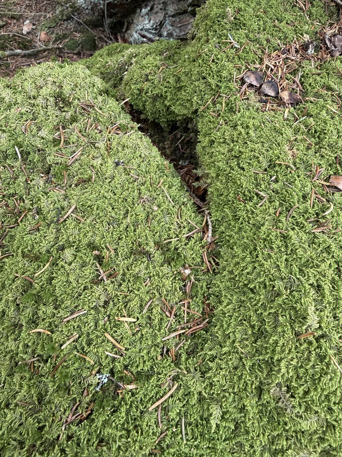 Struktur von wildem Waldmoos